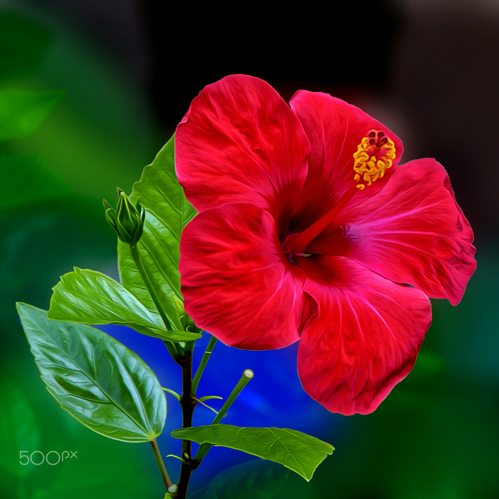 Pentax K-5 sample photo. Hibiscus photography