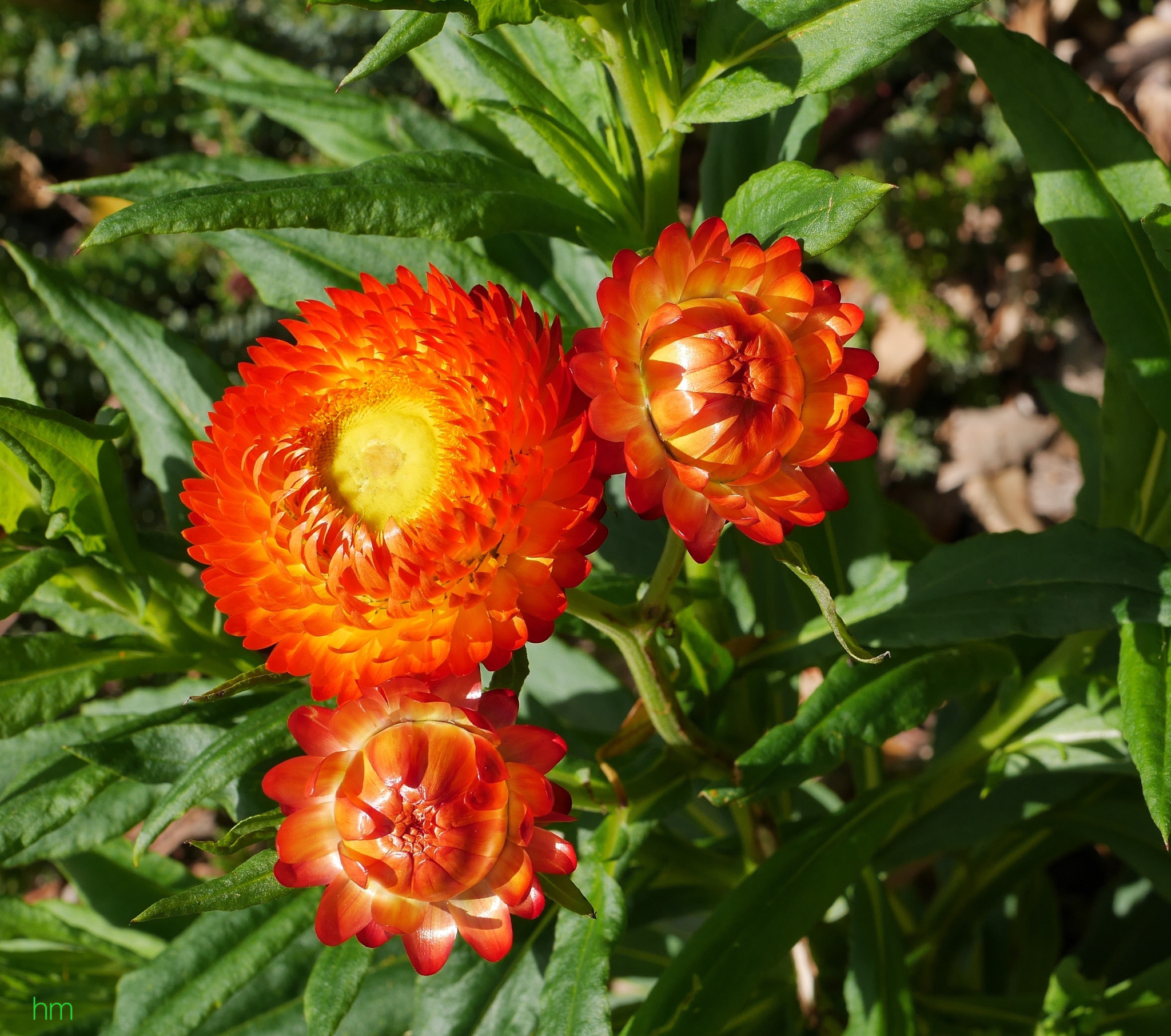 Panasonic Lumix G Macro 30mm F2.8 ASPH Mega OIS sample photo. Strawflower photography