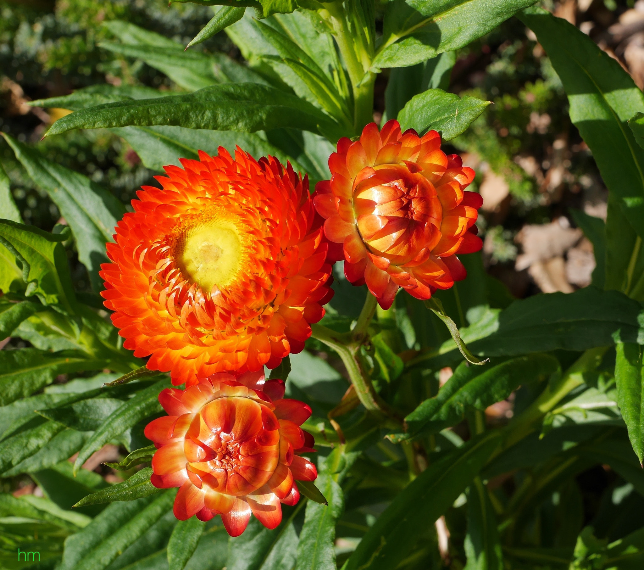 Panasonic Lumix DMC-GX7 + Panasonic Lumix G Macro 30mm F2.8 ASPH Mega OIS sample photo. Strawflower photography