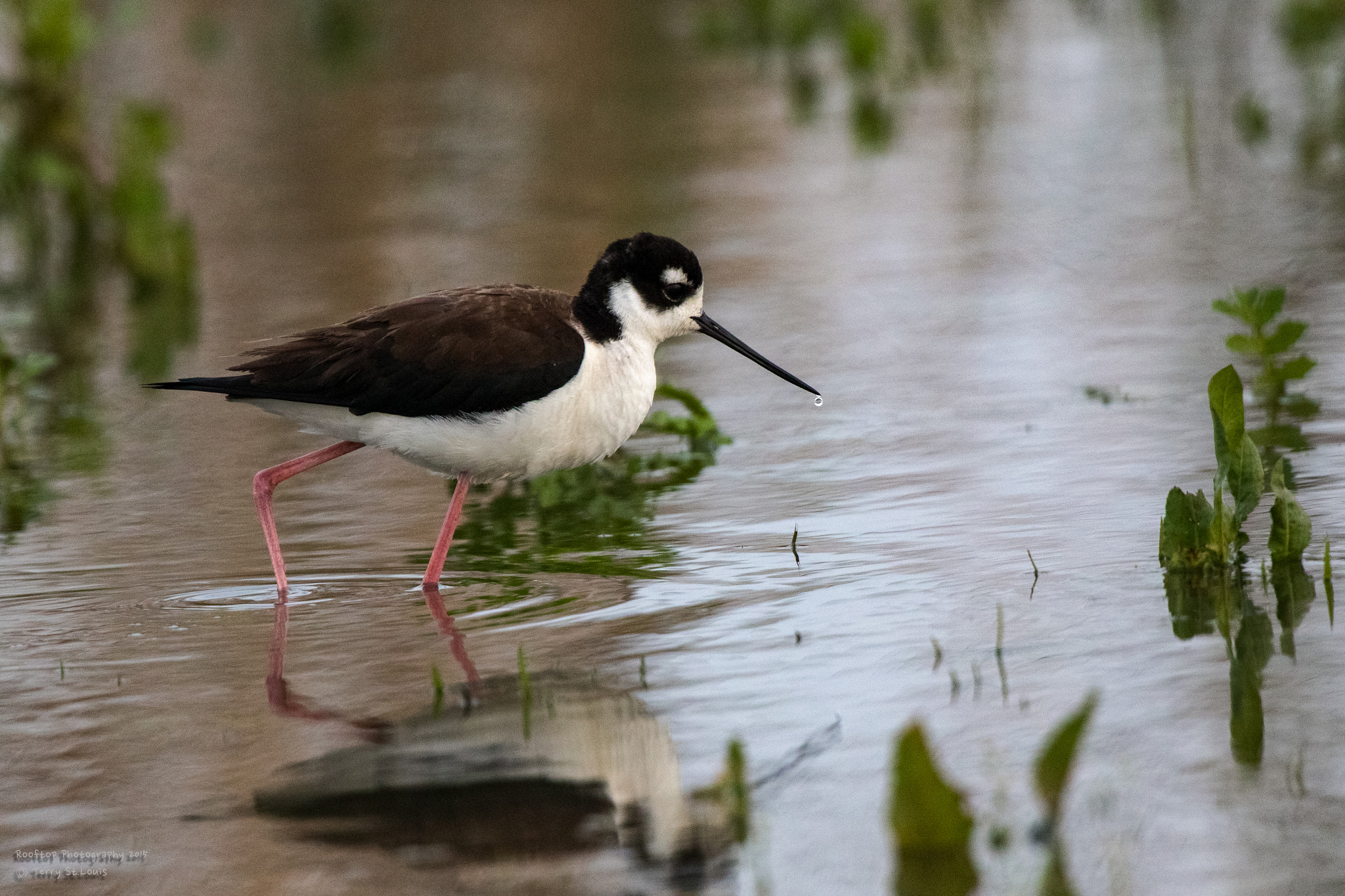 Canon EF 300mm F2.8L IS USM sample photo. Black necked stilt with a water droplet photography