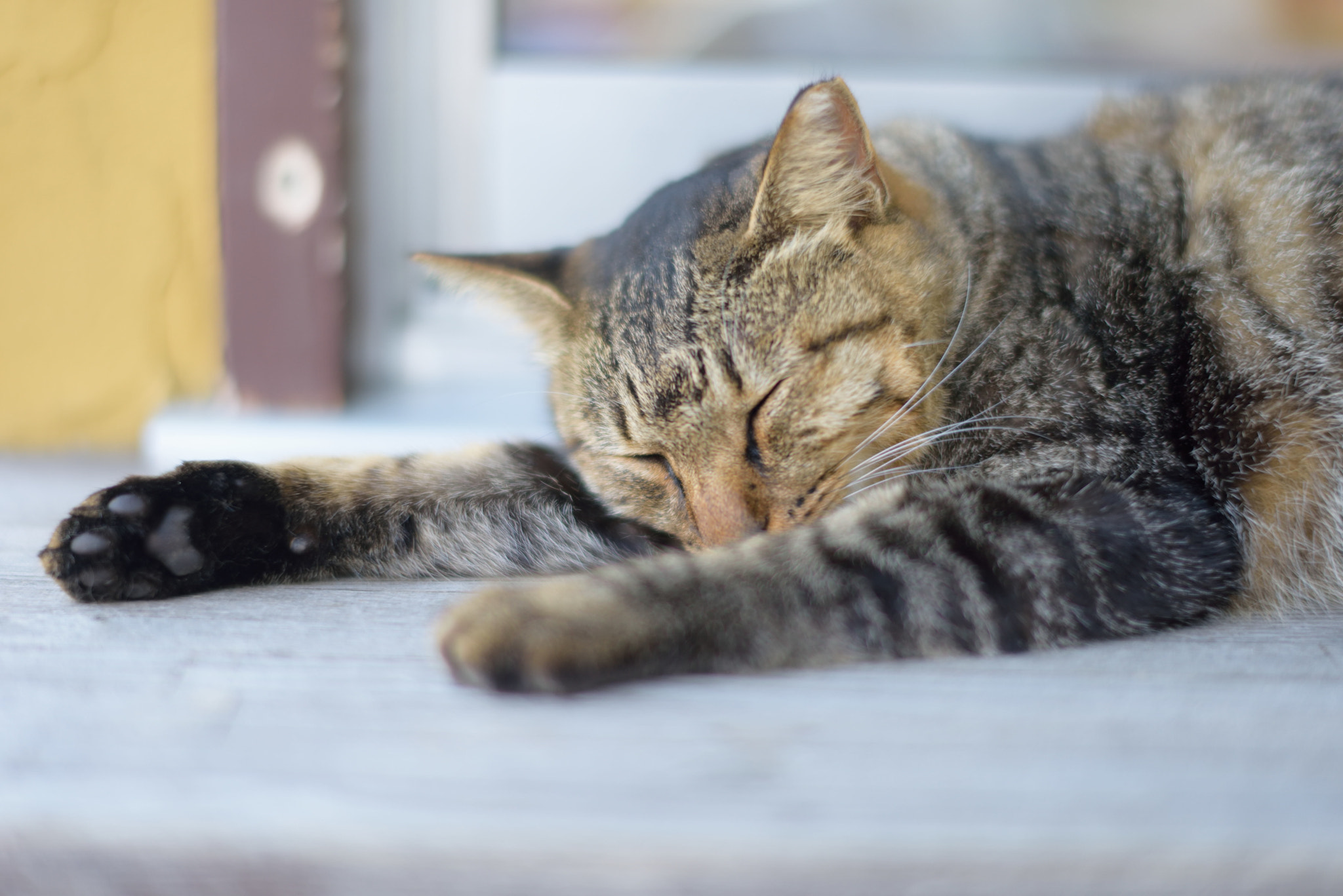 Nikon D810 + Nikon AF-S Nikkor 58mm F1.4G sample photo. Dsc photography