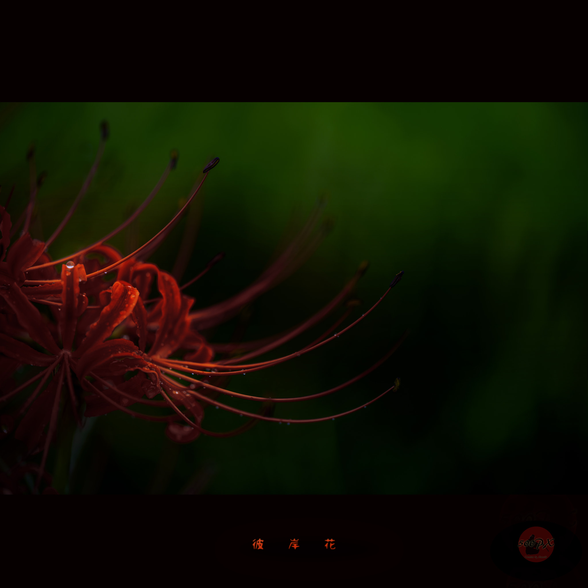 Nikon D800 + Nikon AF-S Nikkor 58mm F1.4G sample photo. Dead flowers photography