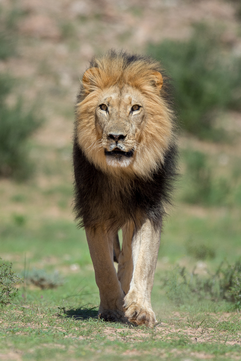 Nikon D4S sample photo. Kalahari 2016 male lion photography