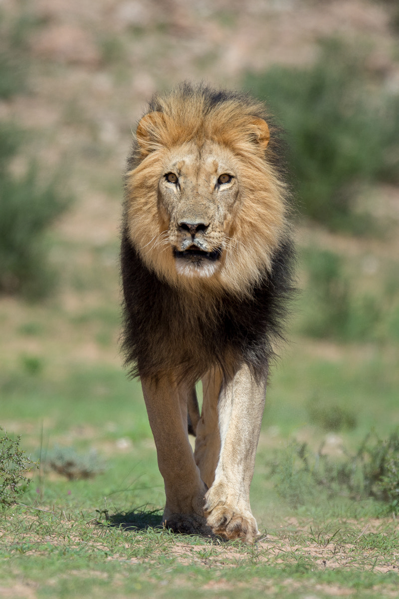 Nikon D4S + Nikon AF-S Nikkor 500mm F4G ED VR sample photo. Kalahari 2016 male lion photography