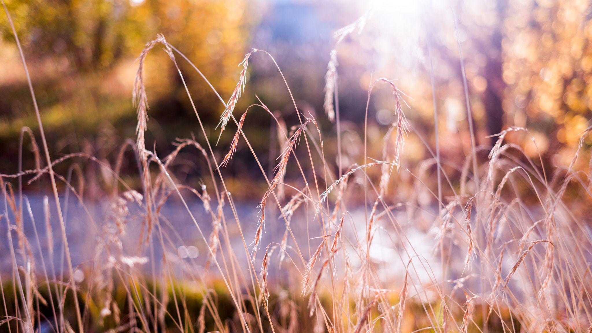 Samsung NX 30mm F2 Pancake sample photo. Weeds photography