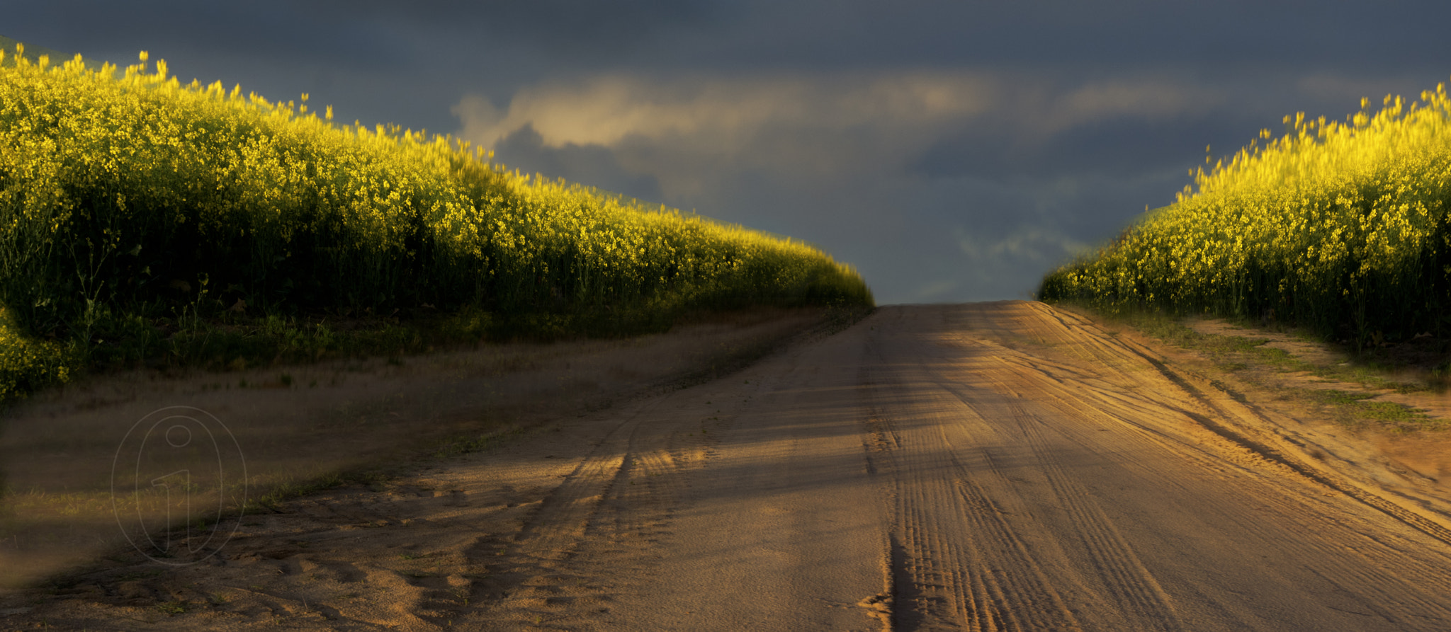 Pentax K-3 II + Sigma 18-200mm F3.5-6.3 II DC OS HSM sample photo. Canola road photography