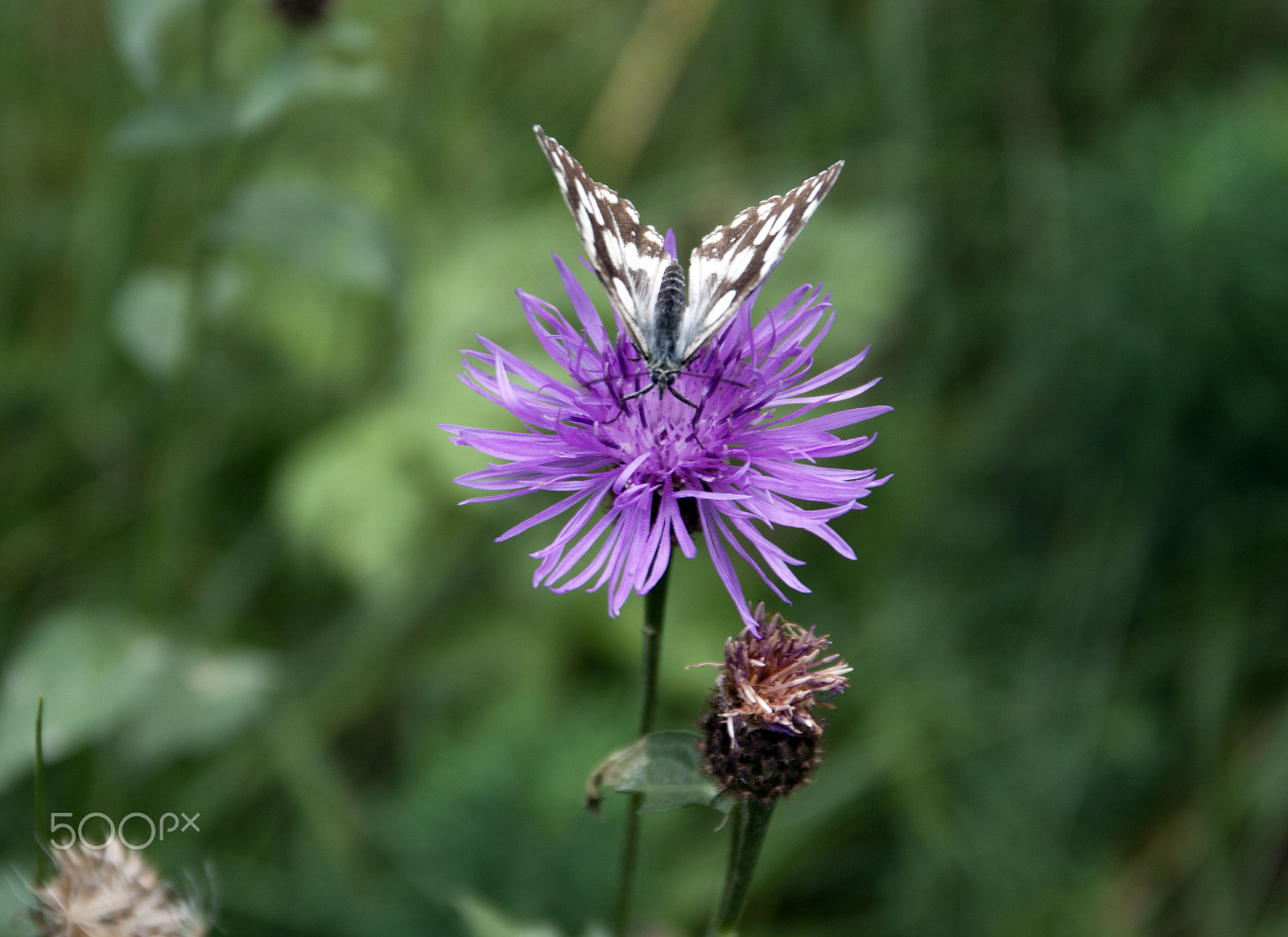 Sigma 17-70mm F2.8-4 DC Macro OS HSM sample photo. Schmetterling photography