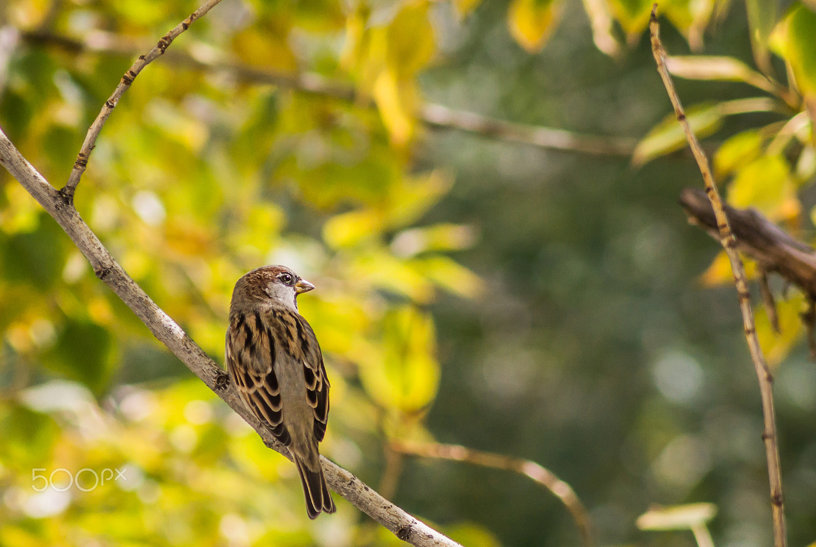 Tamron AF 55-200mm F4-5.6 Di II LD Macro sample photo. Sparrow photography