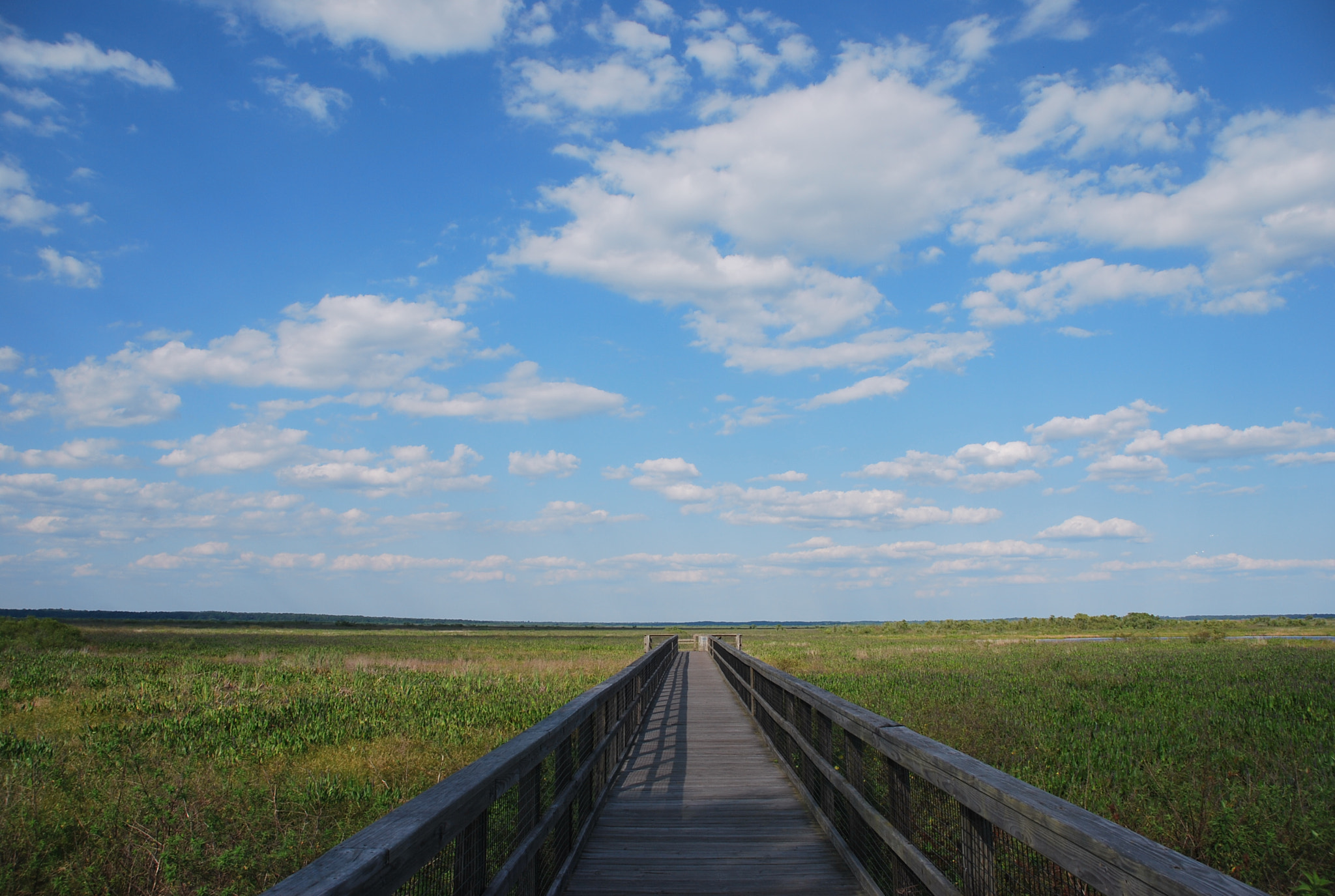 Nikon D60 + Sigma 18-200mm F3.5-6.3 DC sample photo. Shades of nature photography