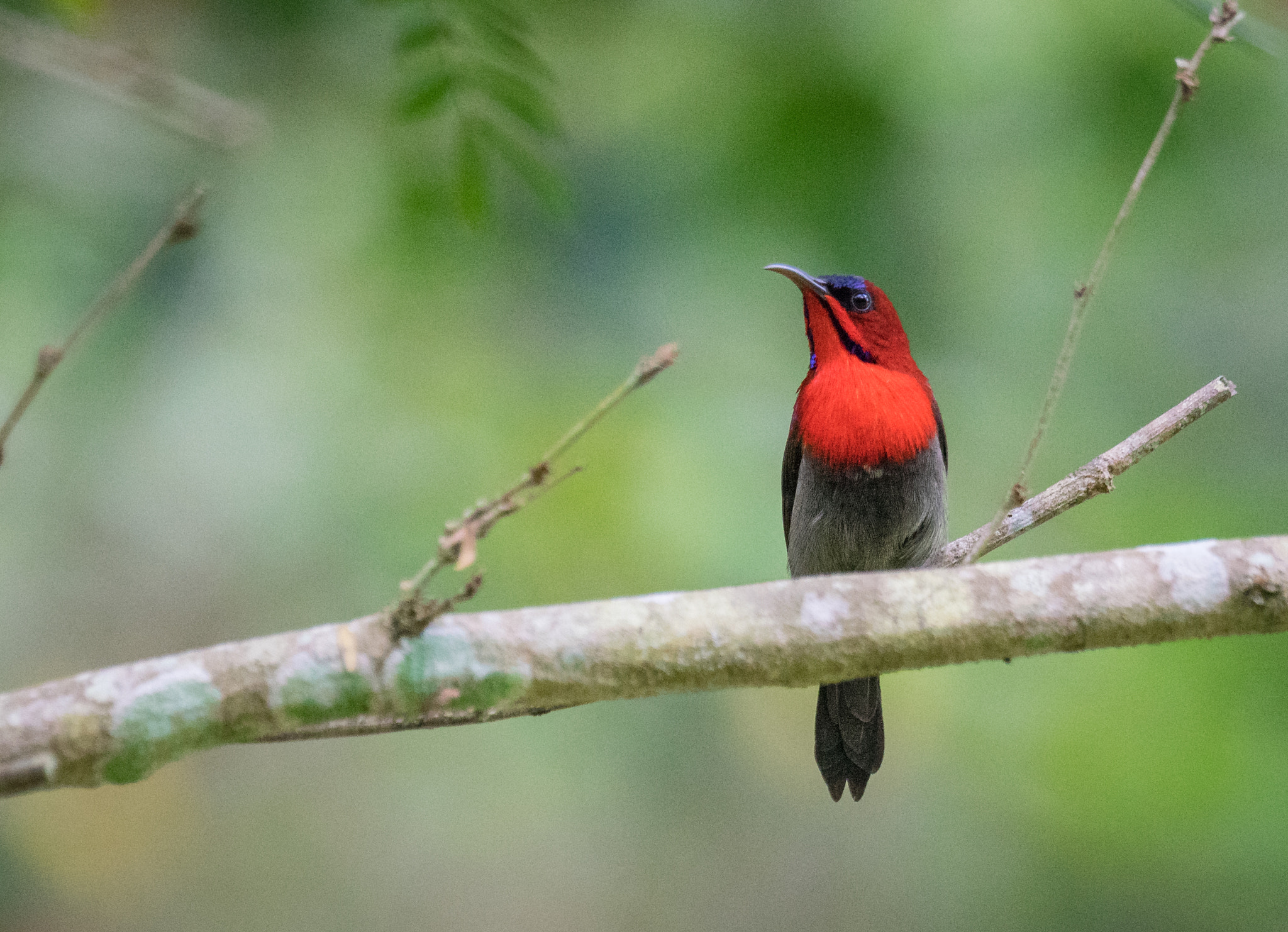 Sony 70-400mm F4-5.6 G SSM II sample photo