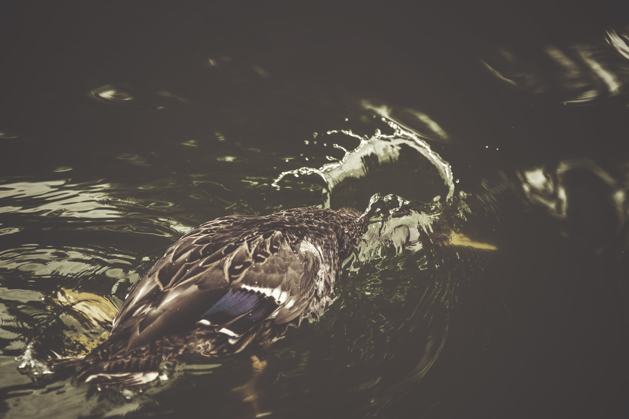 Canon EF 24-70mm F2.8L II USM sample photo. Daisy duck photography