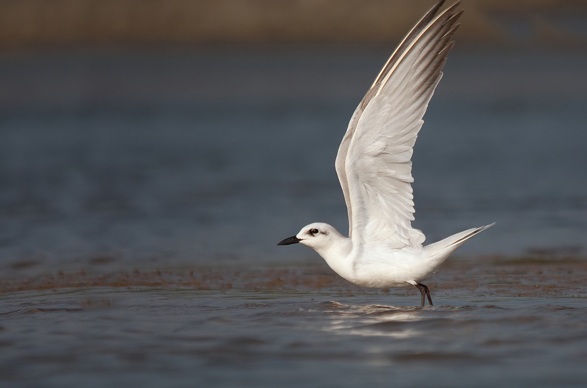 Sigma 150-500mm F5-6.3 DG OS HSM sample photo. Take-off photography