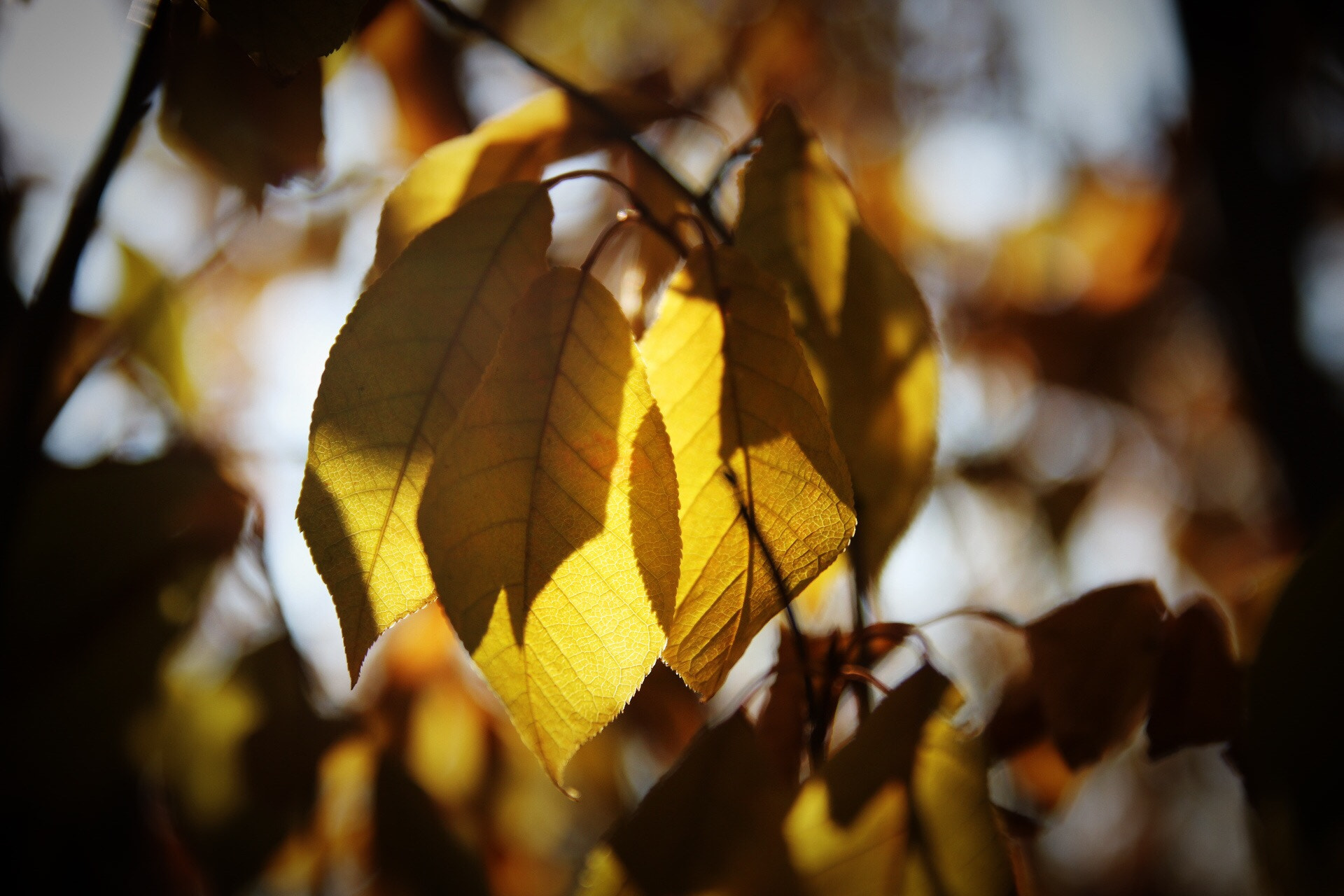 Canon 17-50mm sample photo. Autumn photography