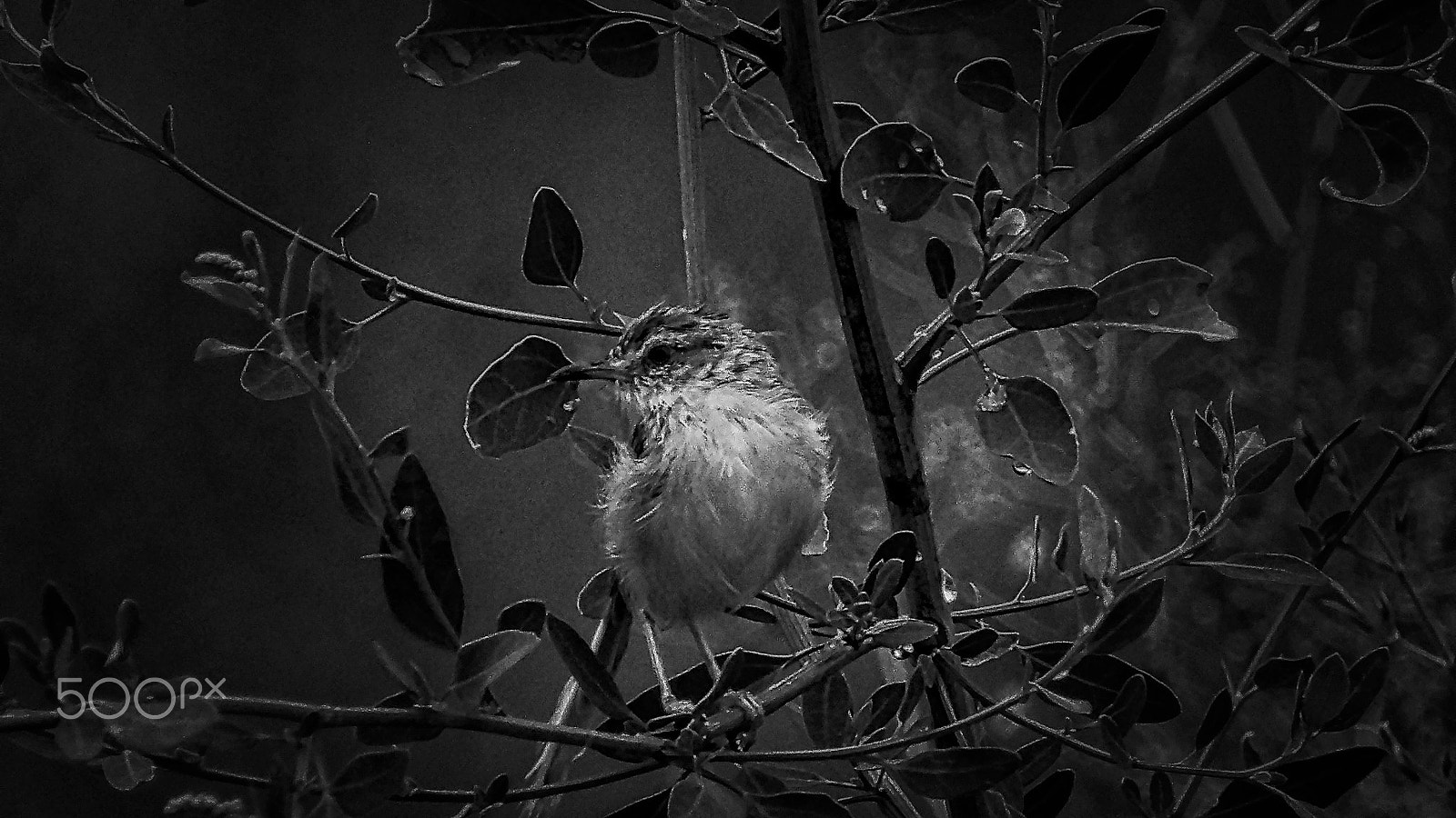 Ricoh PENTAX XG-1 sample photo. Little bird photography