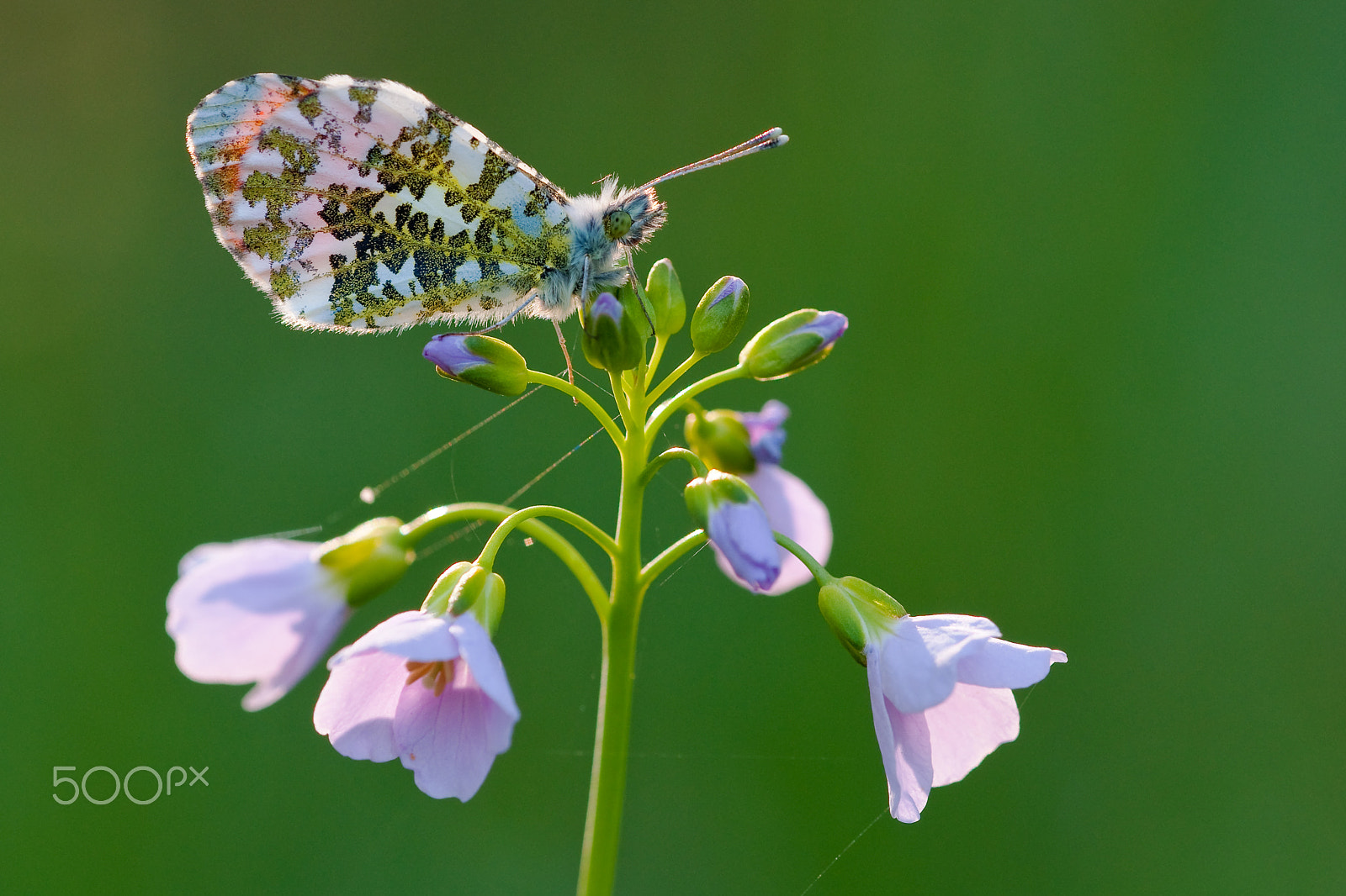 Minolta AF 200mm F4 Macro APO G sample photo. Orange tip photography