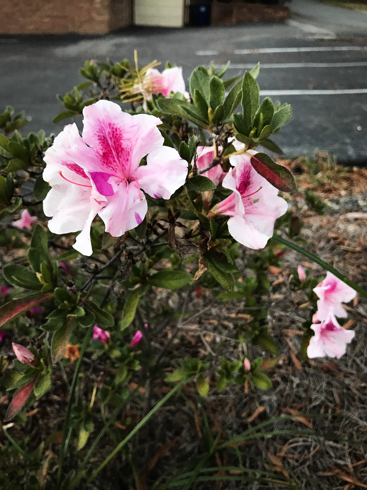 Apple iPhone 7 Plus sample photo. Flowered photography