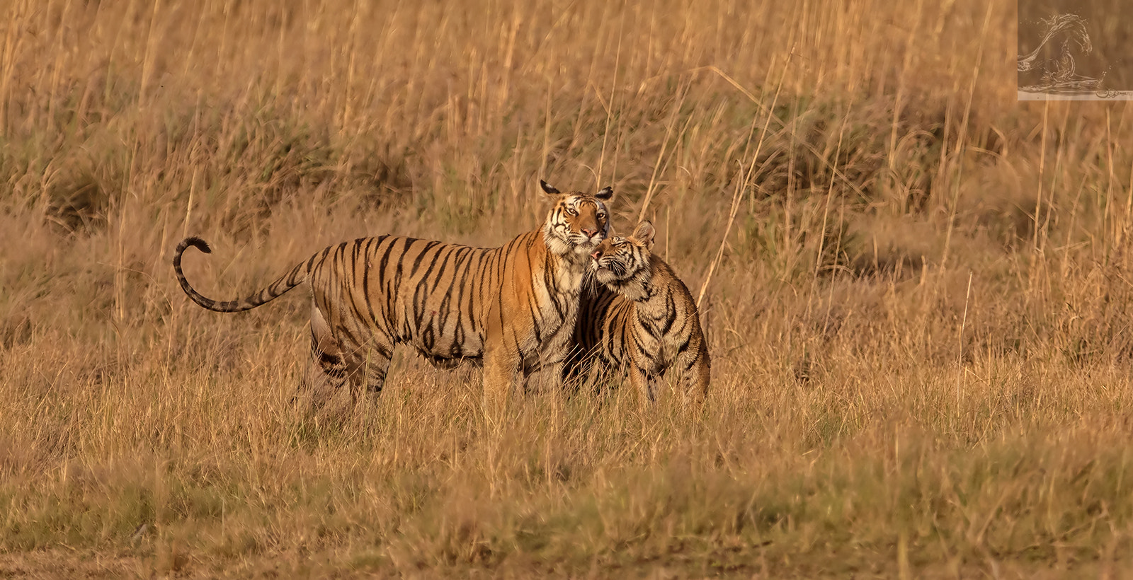 Canon EF 300mm F2.8L IS USM sample photo. Bandhavgarh 040 photography