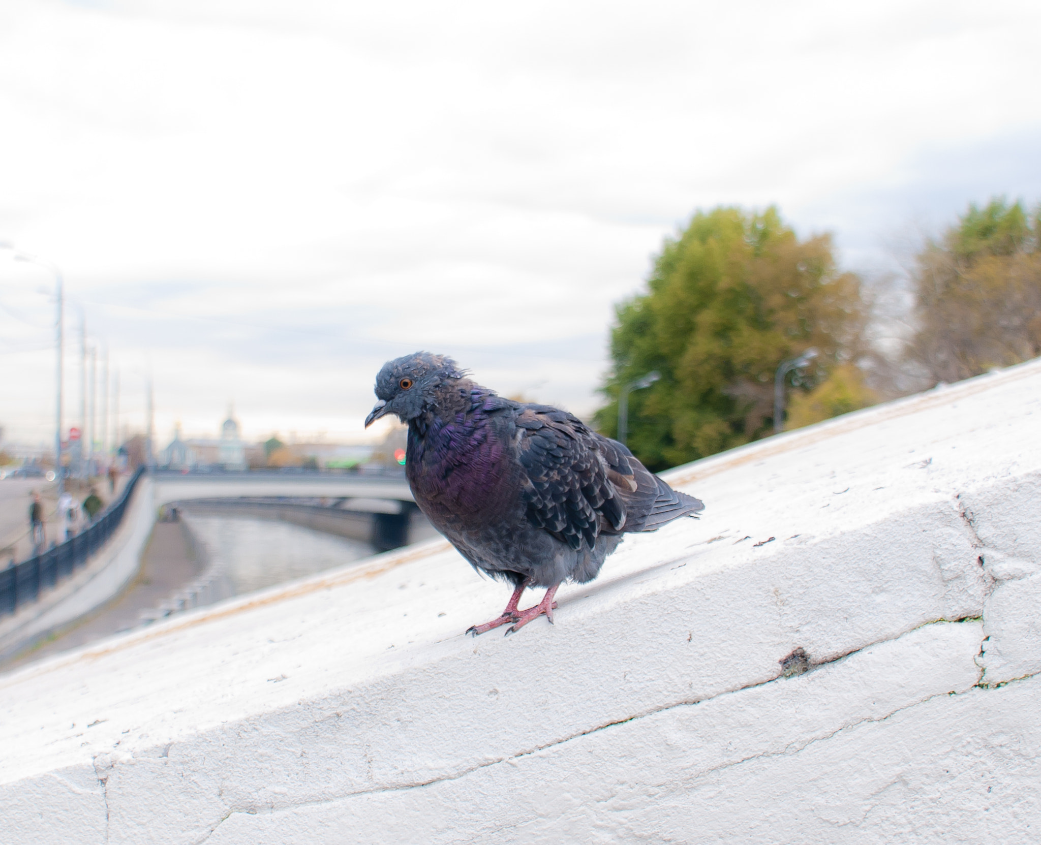 Sigma 18-200mm F3.5-6.3 DC sample photo. Dove photography
