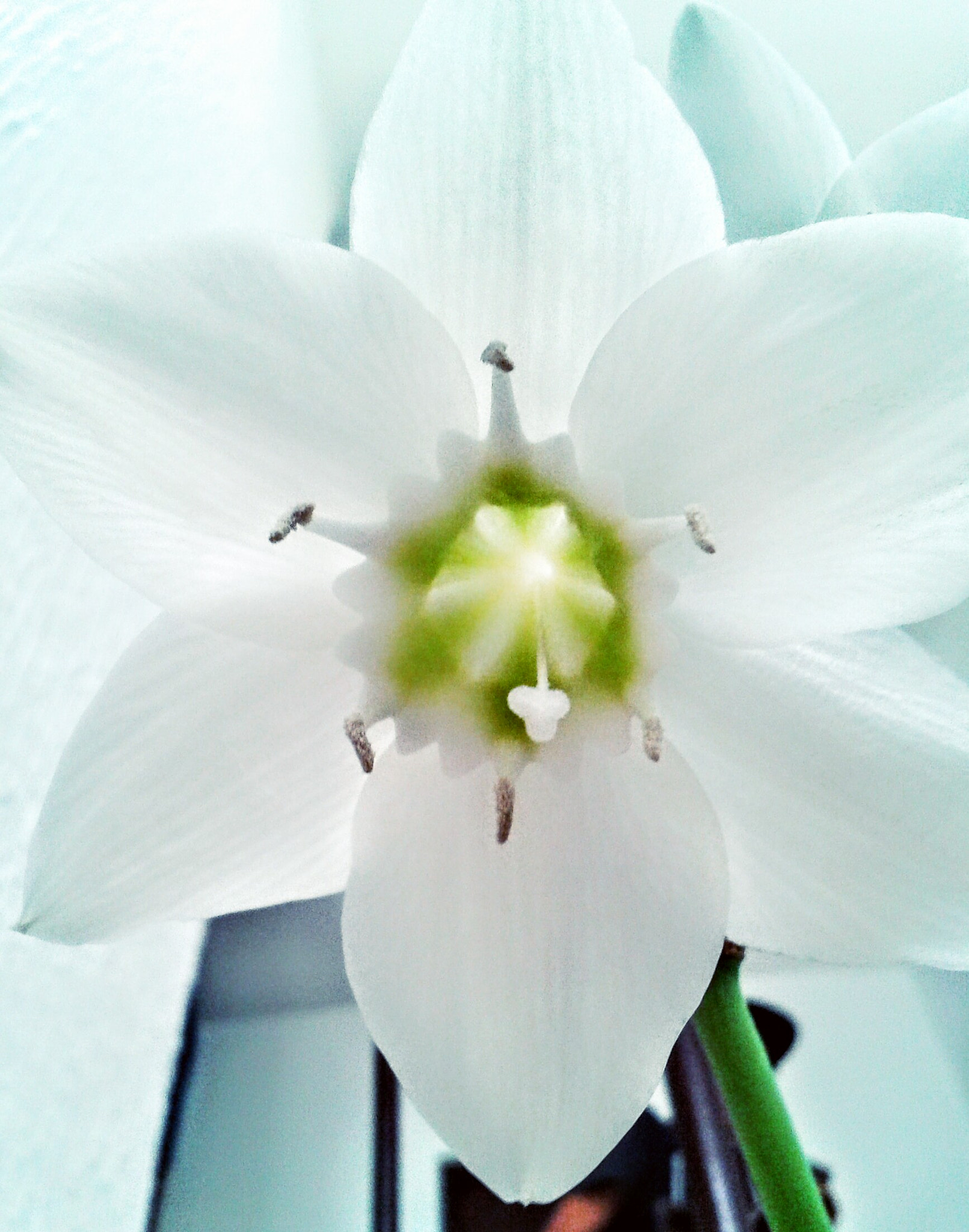Samsung Galaxy Ace sample photo. Orquídea photography