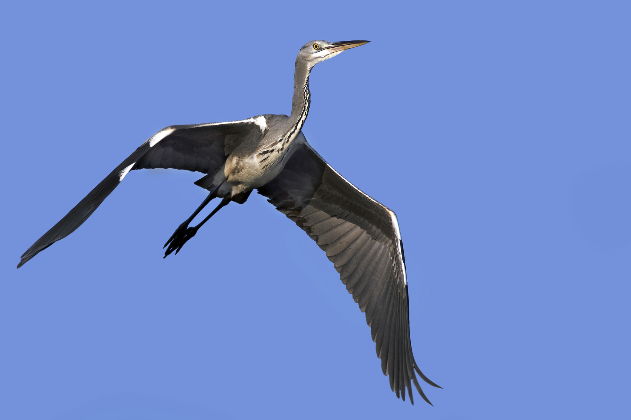Canon EF 300mm f/2.8L + 1.4x sample photo. Grey heron photography