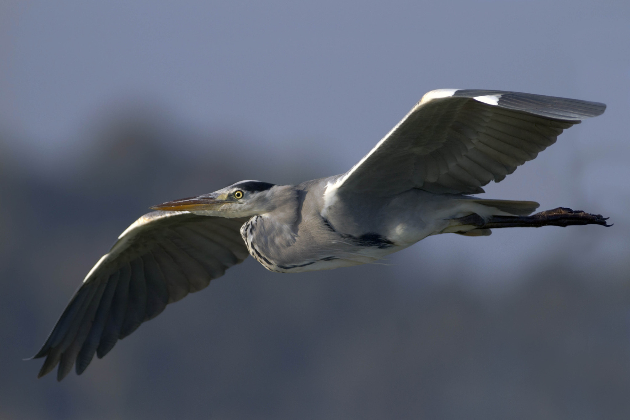 Canon EF 300mm f/2.8L + 2x sample photo