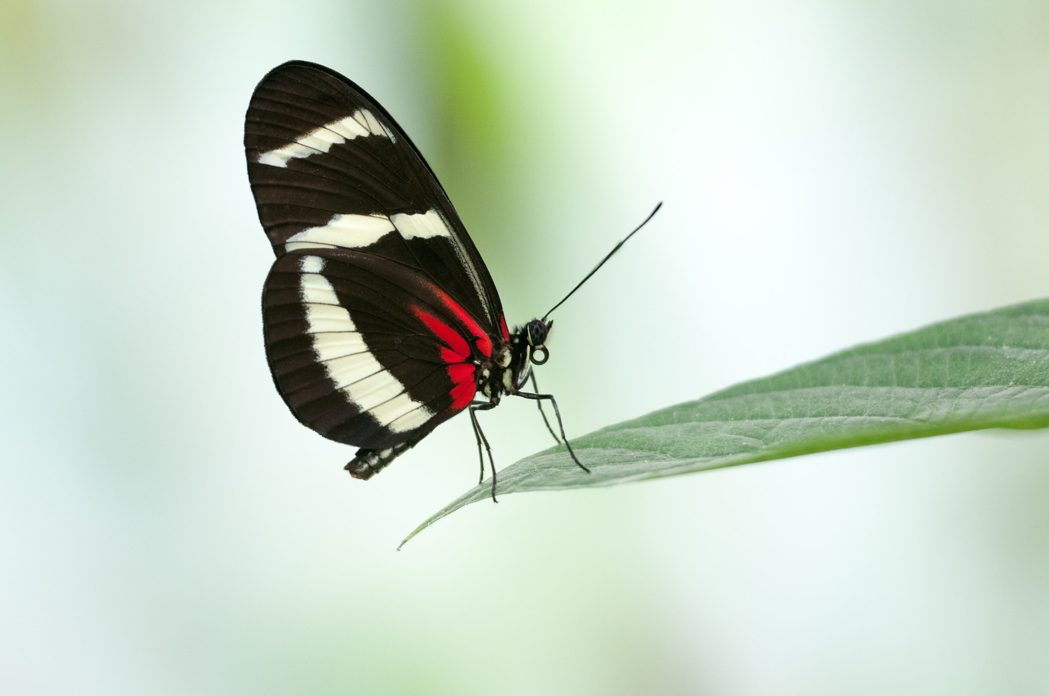 Sigma 150mm F2.8 EX DG OS Macro HSM sample photo. Heliconius hewitsoni photography