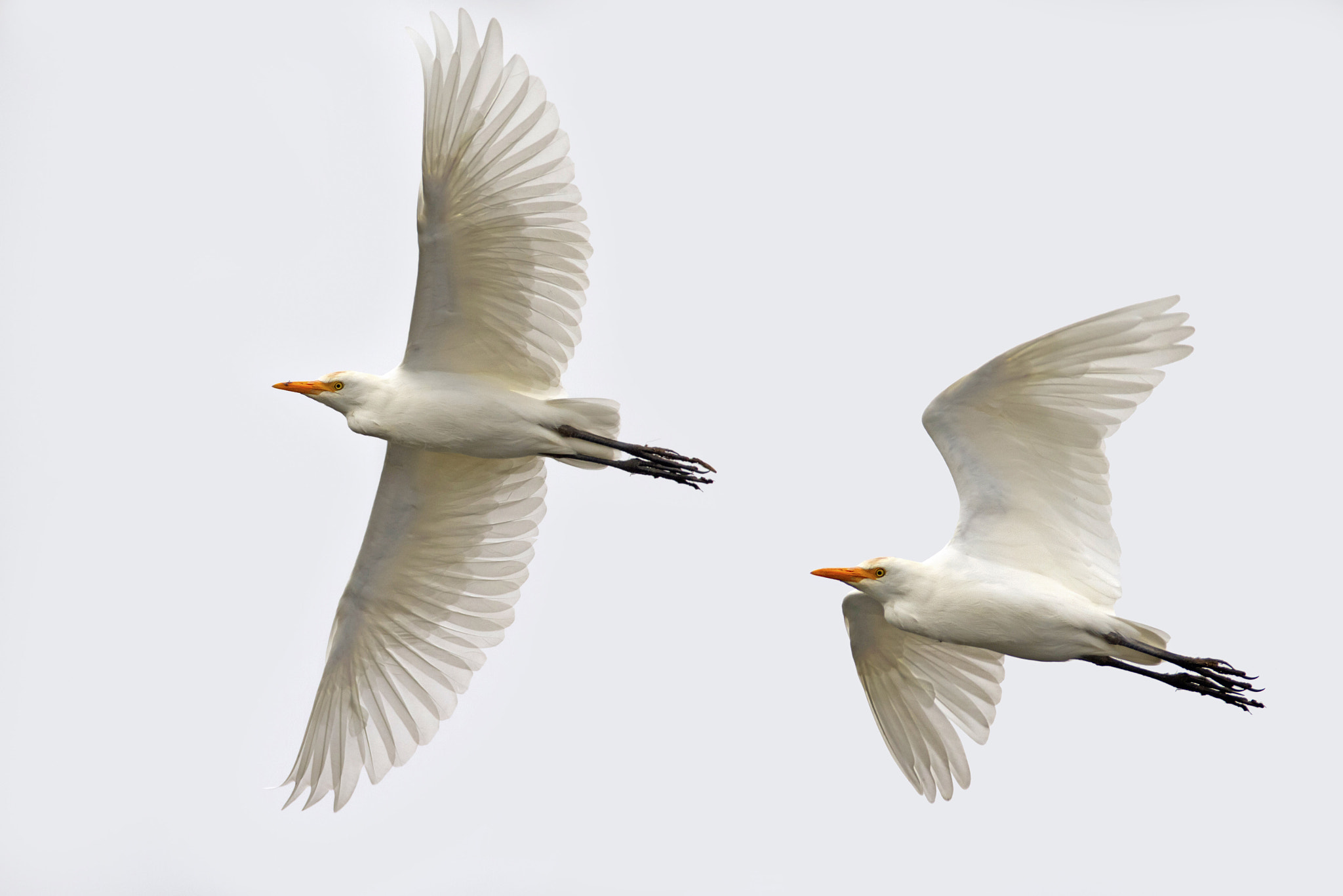 Canon EF 300mm f/2.8L + 1.4x sample photo. Cattle egrets photography