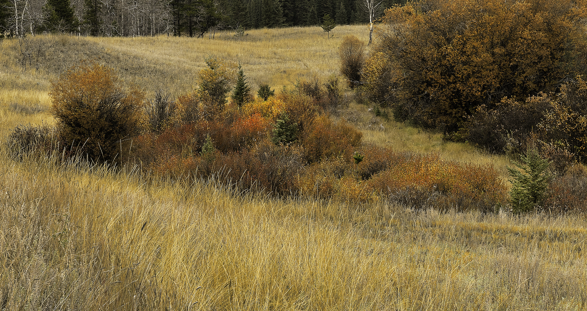 Sony a7R sample photo. Beats gardening photography