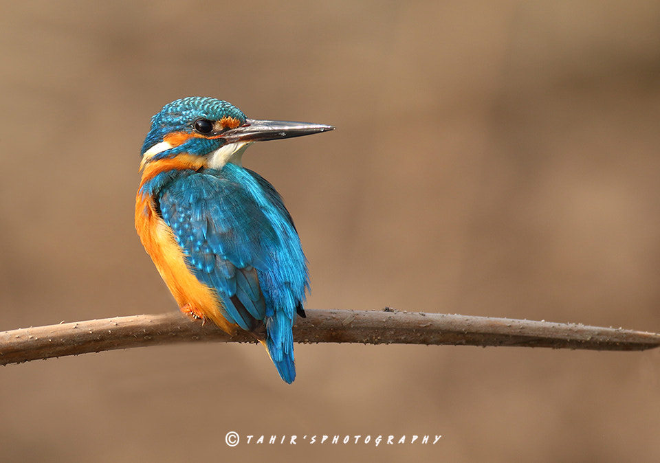 Canon EF 500mm F4L IS USM sample photo. Common kingfisher photography