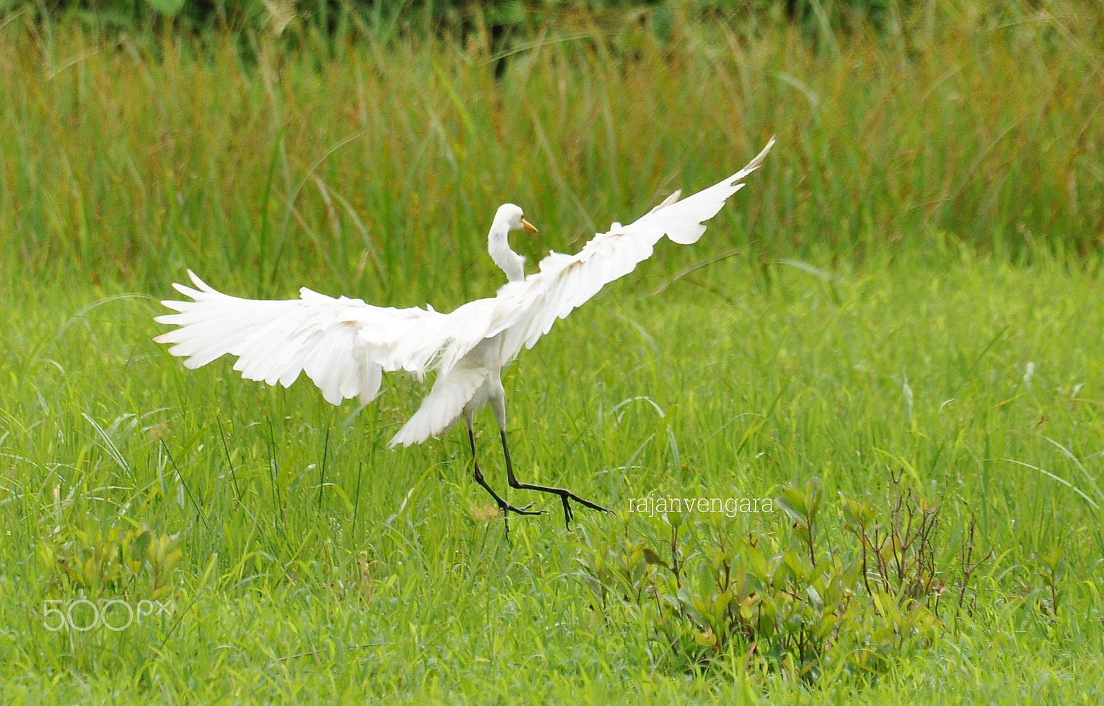 Sigma 120-400mm F4.5-5.6 DG OS HSM sample photo. Copy photography