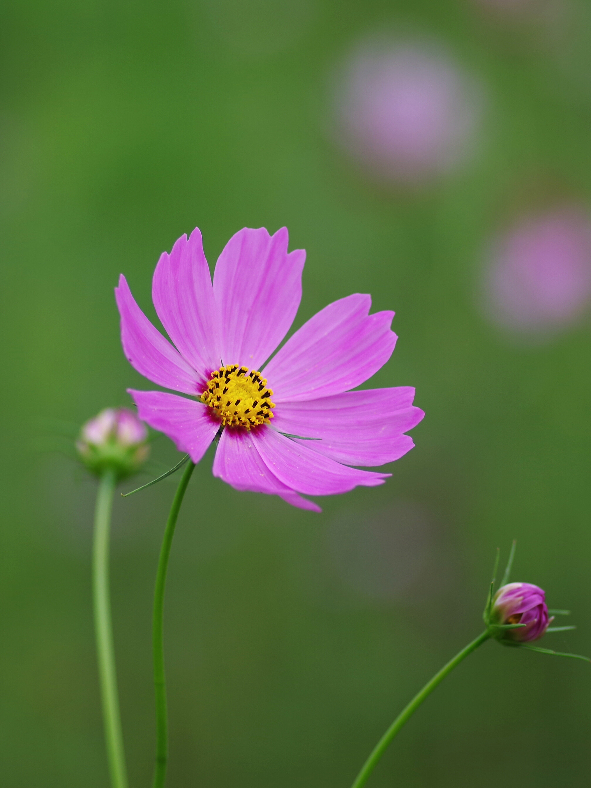Pentax smc D-FA 100mm F2.8 Macro WR sample photo. Cosmos~秋桜~ photography