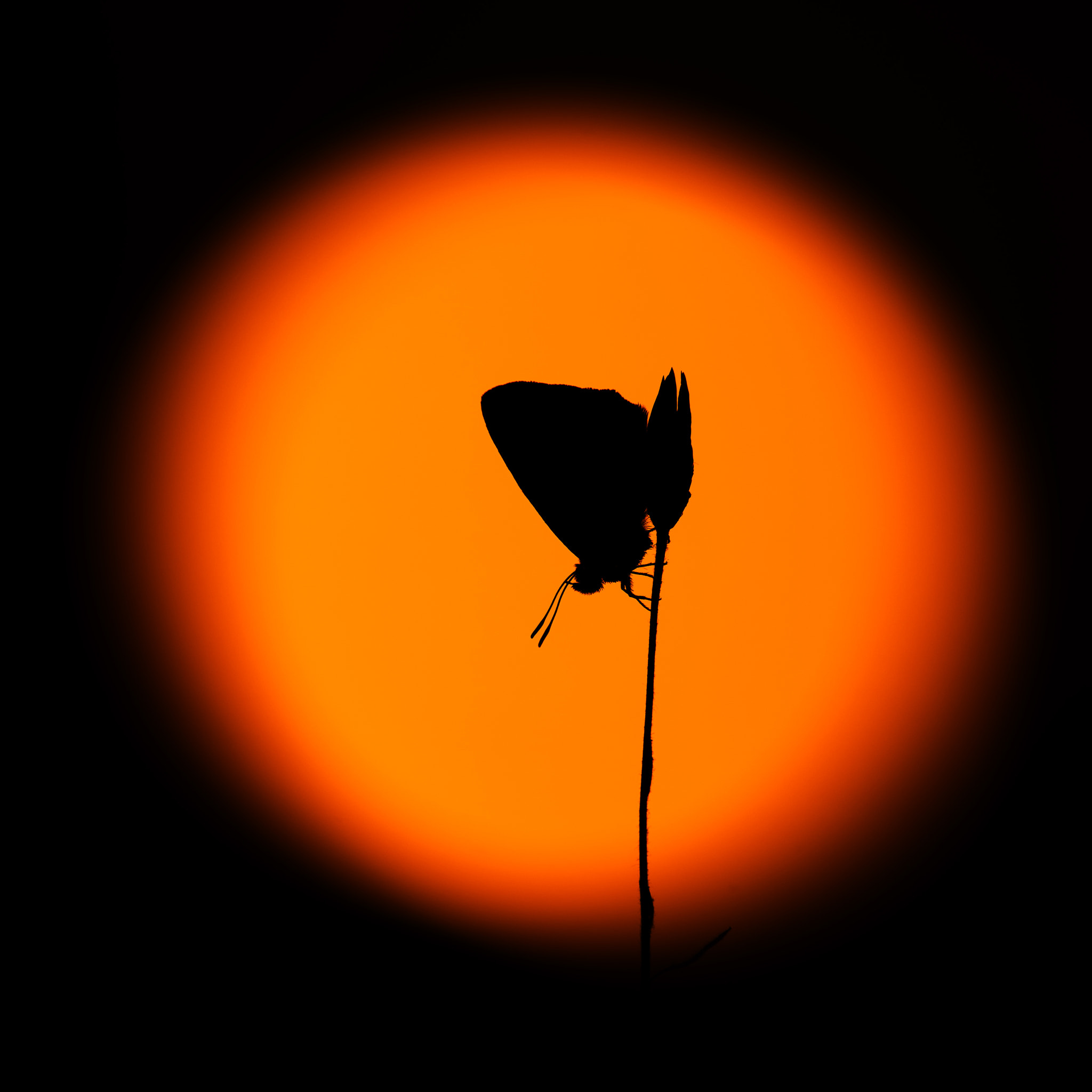 Pentax smc DA* 300mm F4.0 ED (IF) SDM sample photo. Soleil rouge. photography