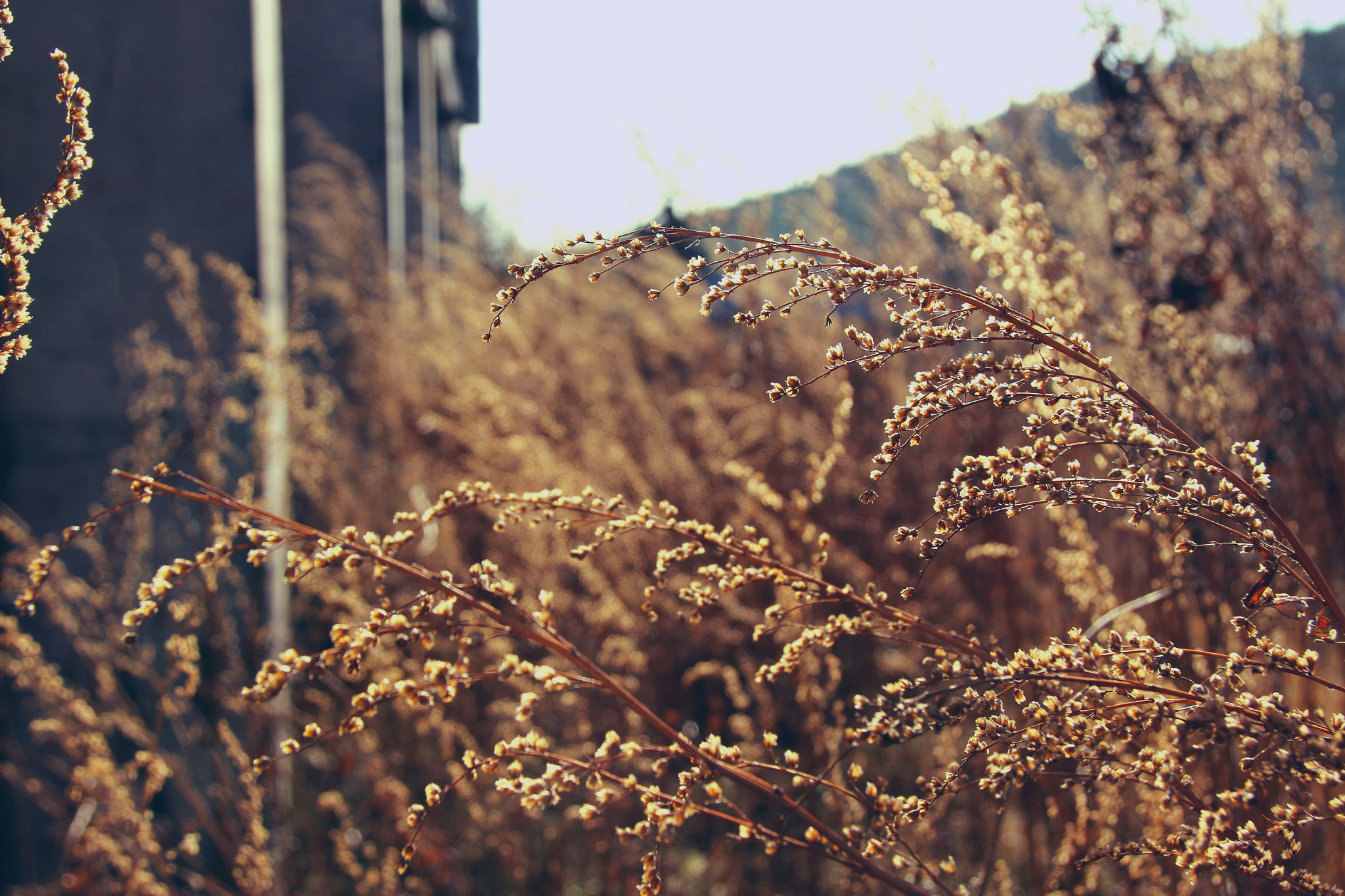 Canon EOS 100D (EOS Rebel SL1 / EOS Kiss X7) sample photo. Img photography