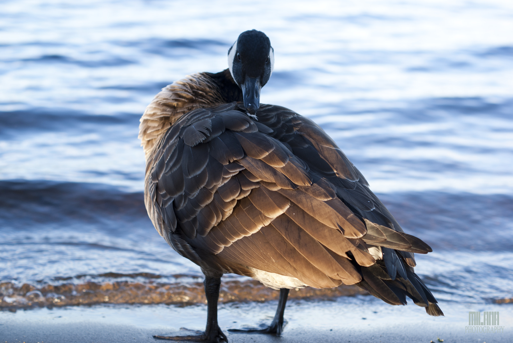 Sony Alpha DSLR-A200 sample photo. Swedish duck second pose photography