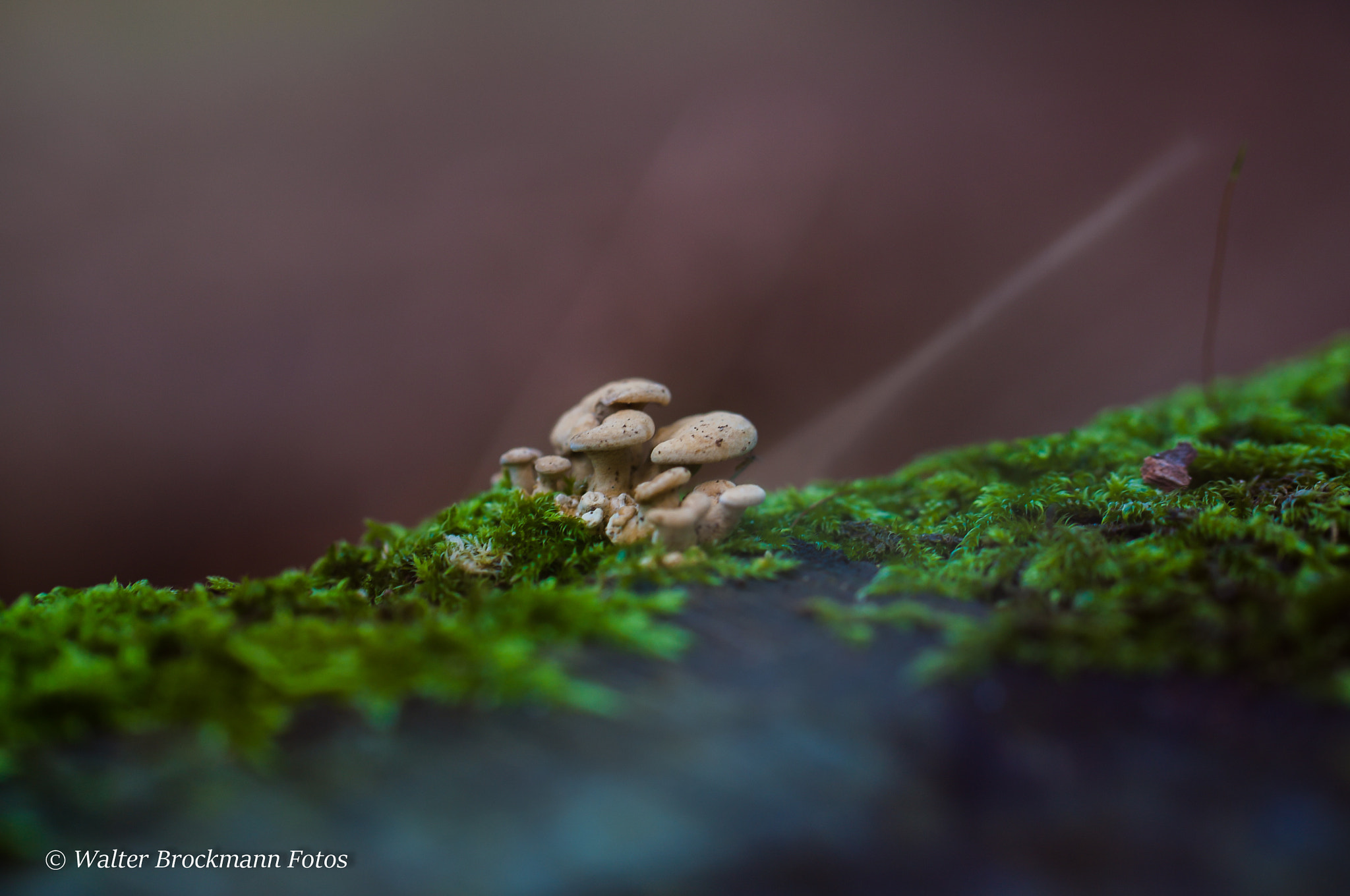 Nikon D5000 sample photo. Pilze photography