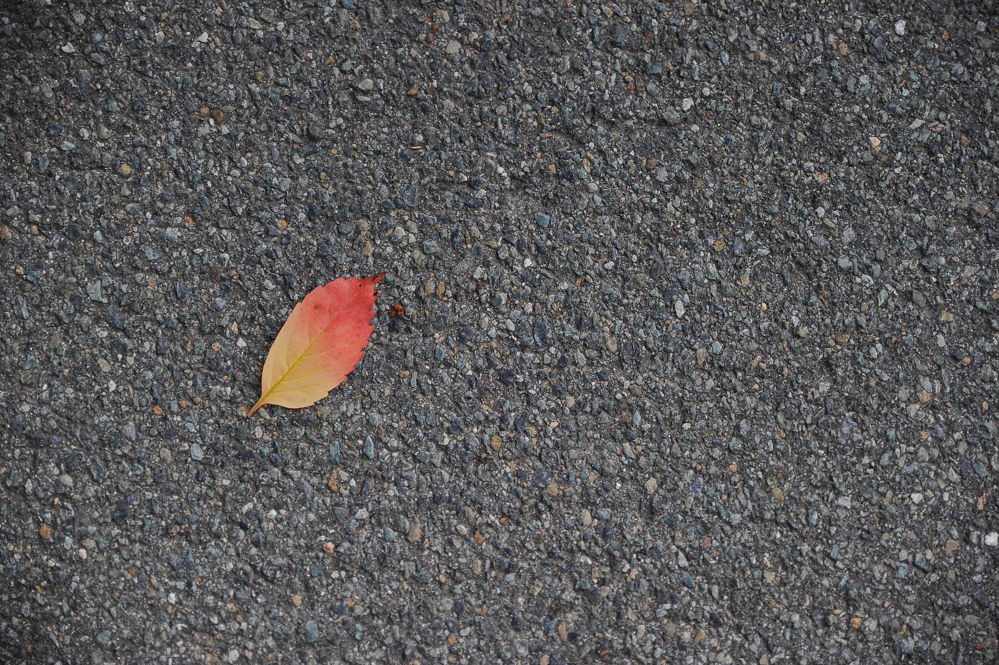 Nikon D3S sample photo. Autumn... photography