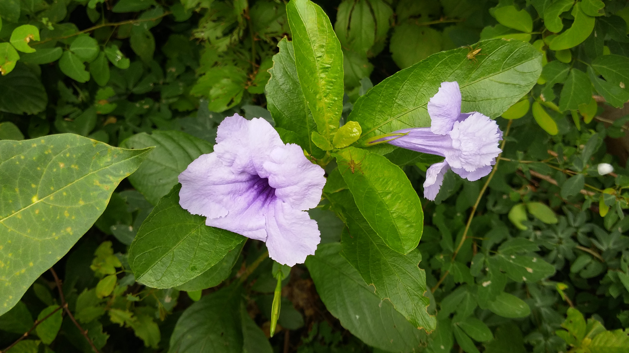 LG G Pro2 sample photo. Flower in neak loeung riverside photography