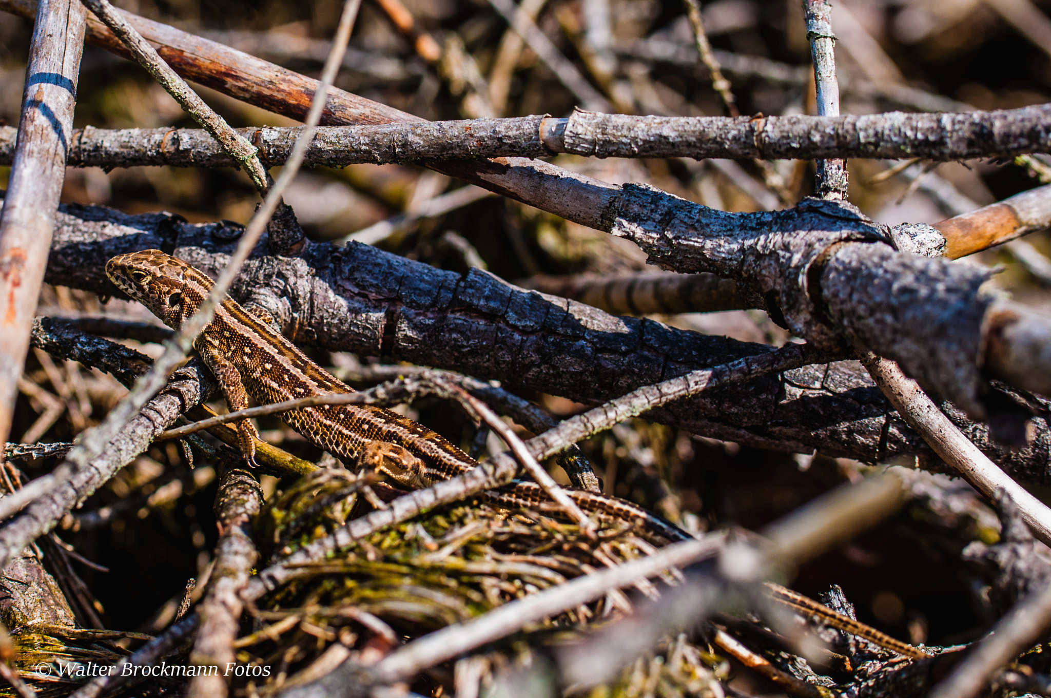 Nikon D5000 sample photo. Zauneidechse photography