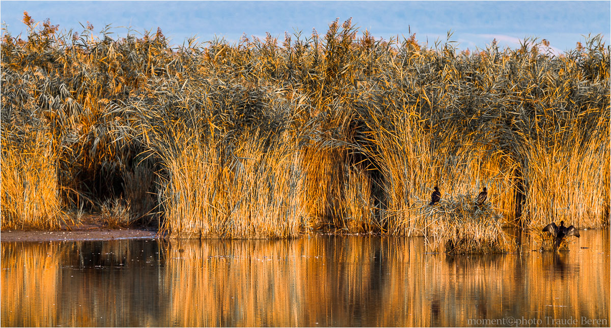 Canon EF 70-200mm F2.8L IS II USM sample photo. Schilfbewohner im herbst photography