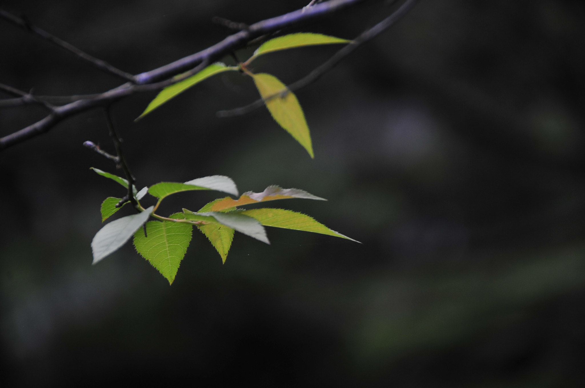 Nikon D3 sample photo. .. photography