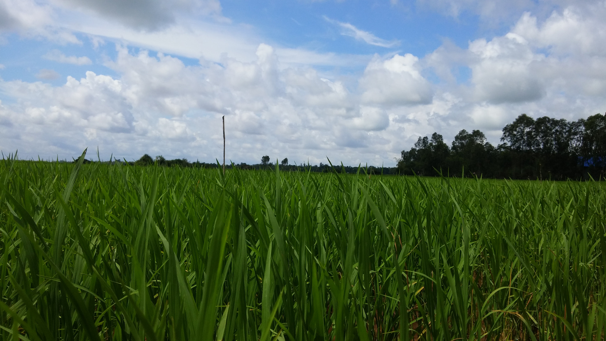 LG G Pro2 sample photo. Rice field in khum khseth, kampong rou, svay rieng photography