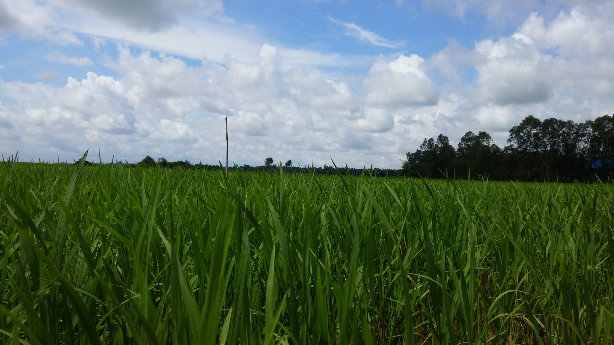 LG G Pro2 sample photo. Rice field in khum khseth, kampong rou, svay rieng photography