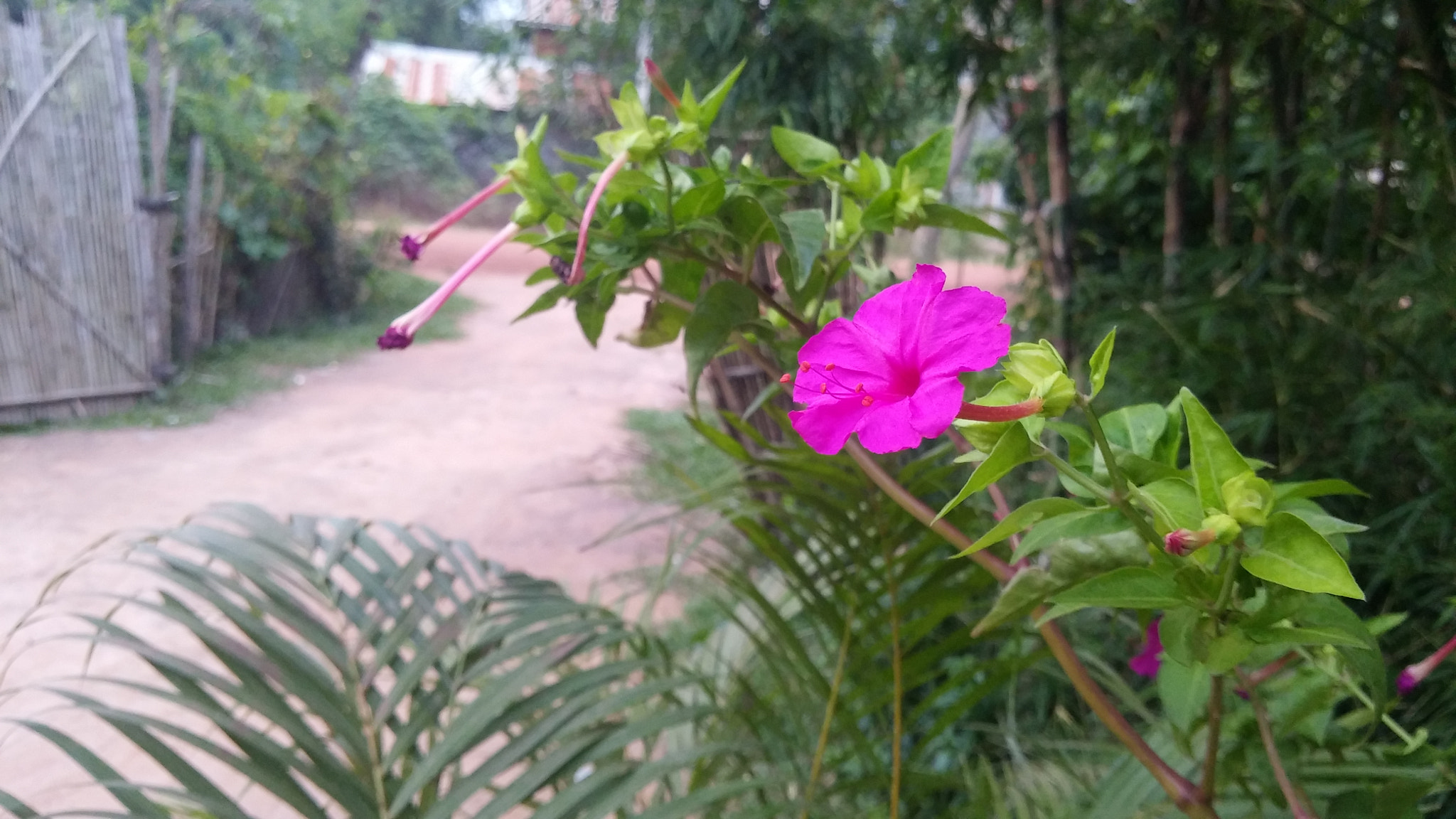 LG G Pro2 sample photo. Flower in a house in trapeang kampis village photography