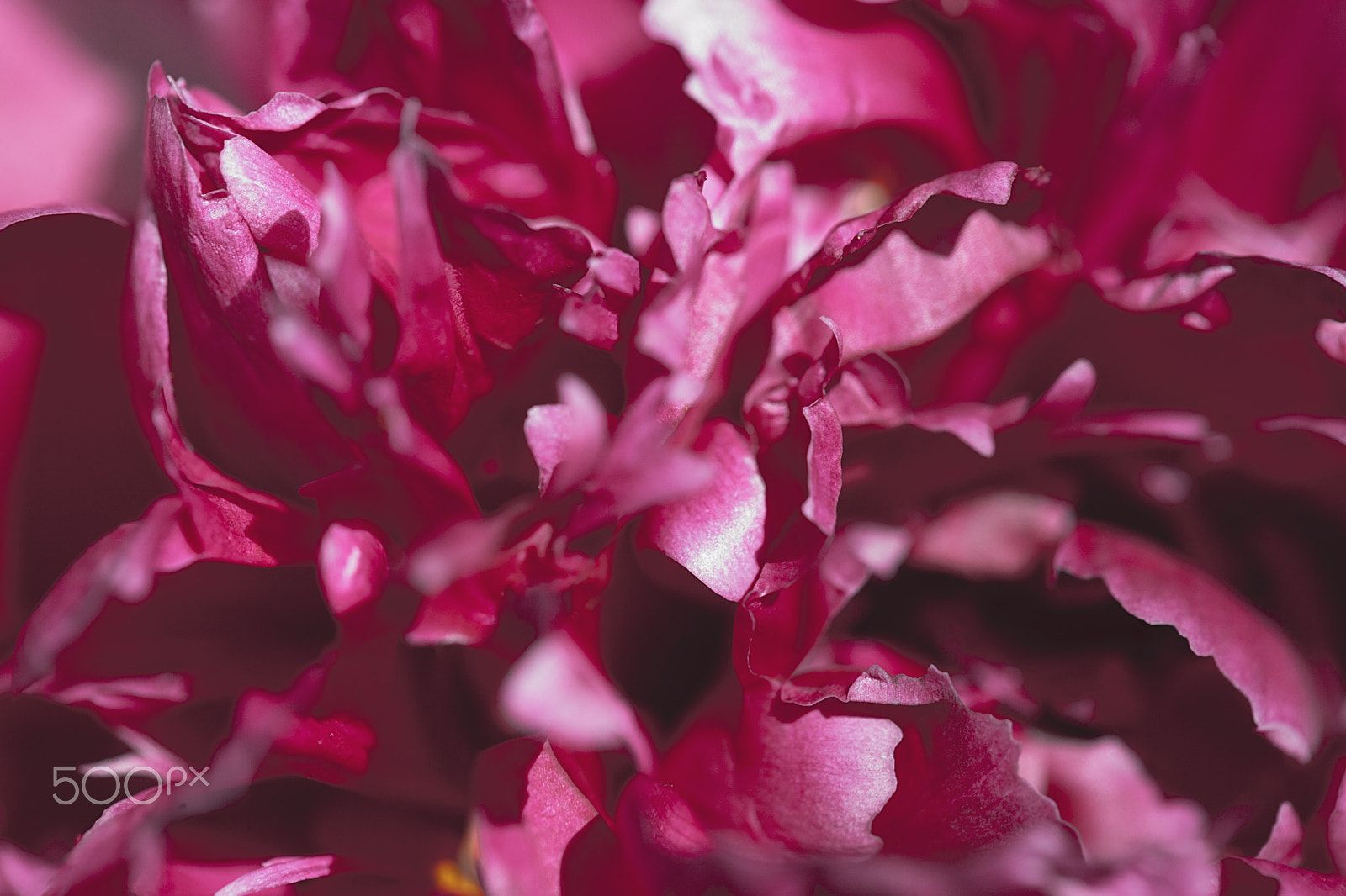 Canon EF 100mm F2.8L Macro IS USM sample photo. Abstract beautiful gentle spring flower background.  closeup with soft focus. sweet color photography