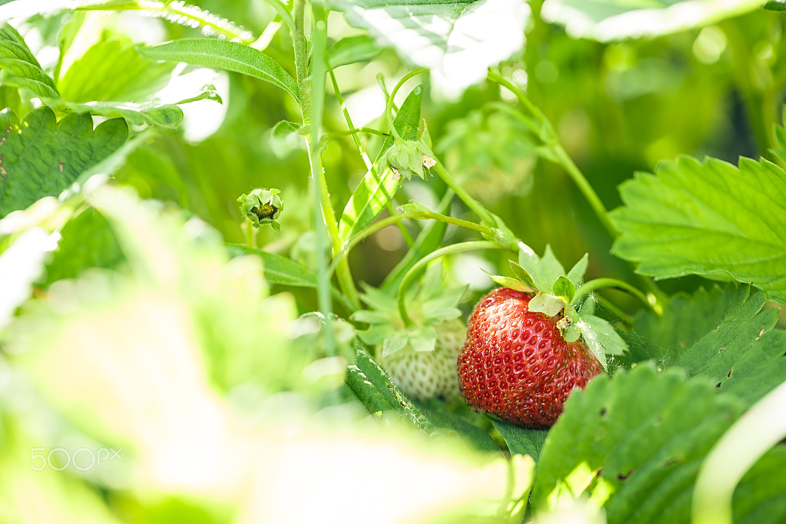 Canon EOS 5D Mark II + Canon EF 100mm F2.8L Macro IS USM sample photo. Strawberry in the fruit garden photography