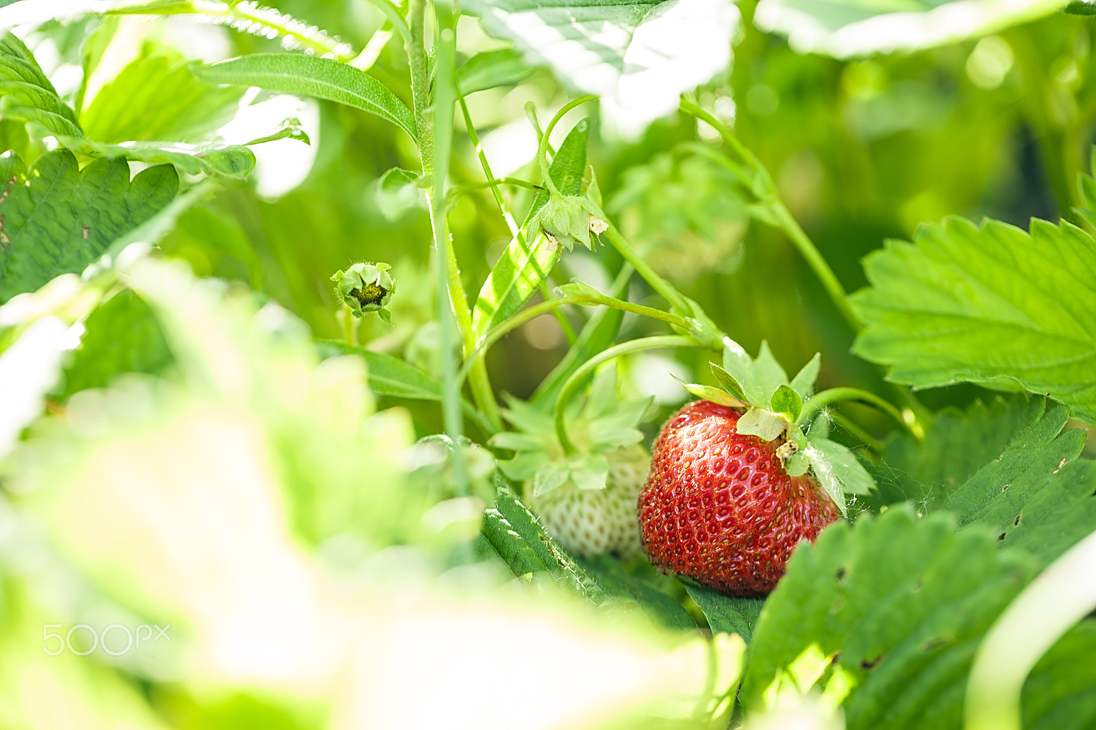 Canon EF 100mm F2.8L Macro IS USM sample photo. Strawberry in the fruit garden photography