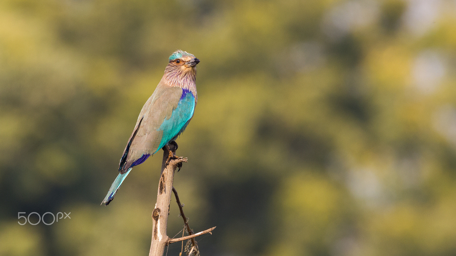 Canon EOS-1D Mark IV sample photo. Indian roller photography