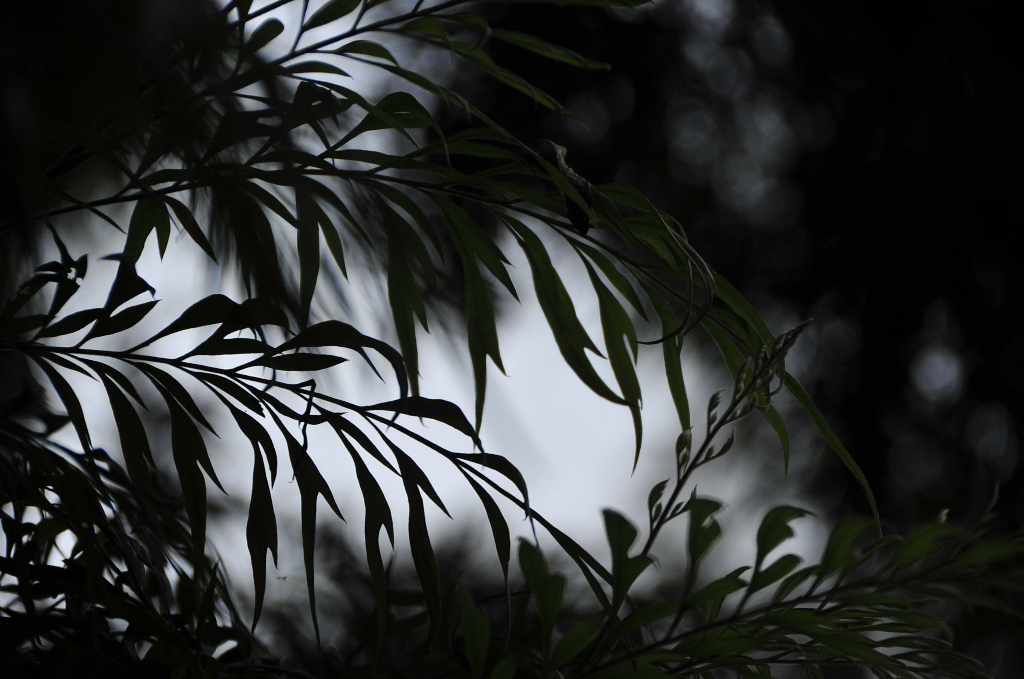 Nikon D3 sample photo. .. photography