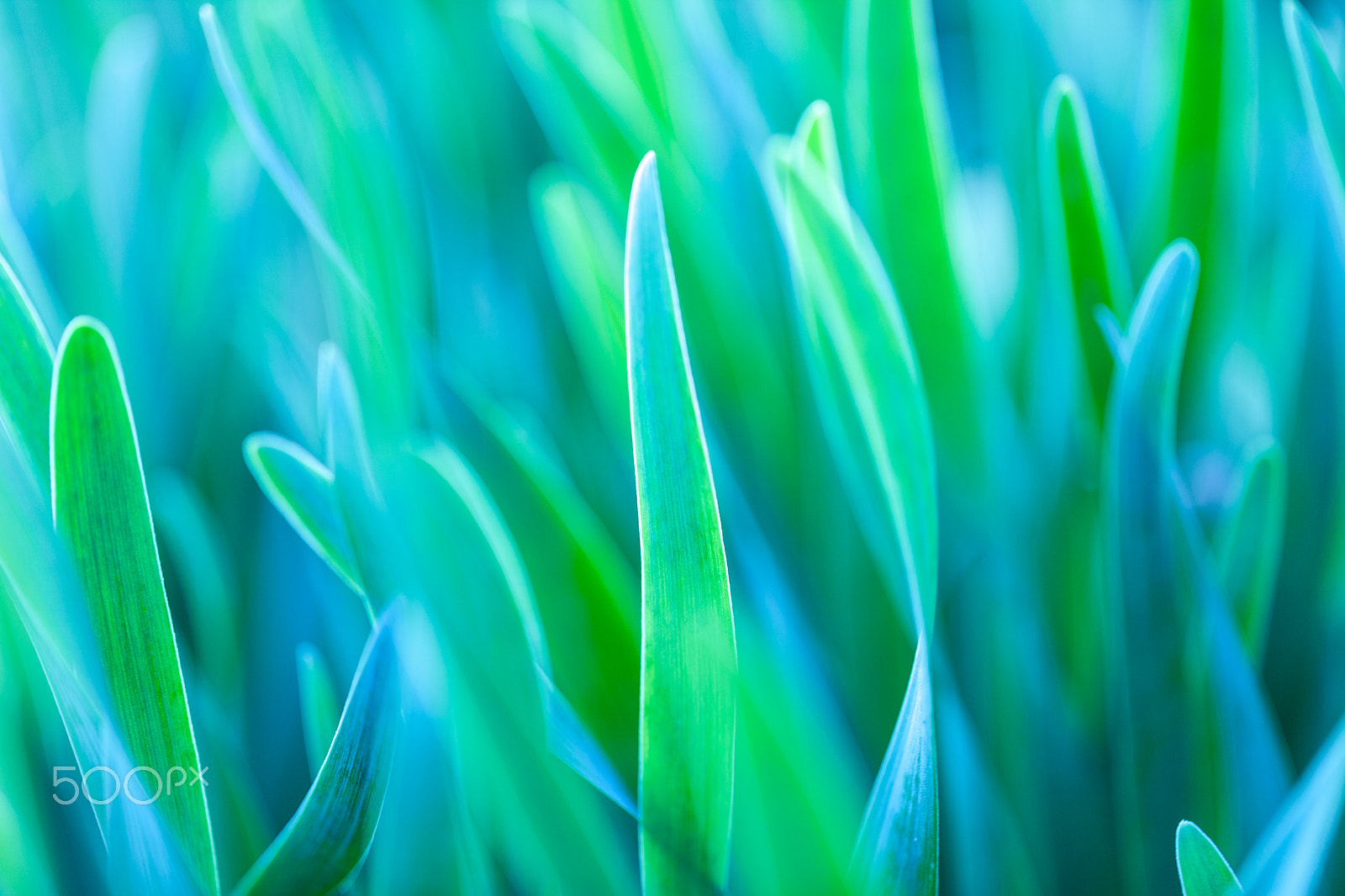 Canon EF 100mm F2.8L Macro IS USM sample photo. Abstract natural backgrounds with beauty bokeh photography