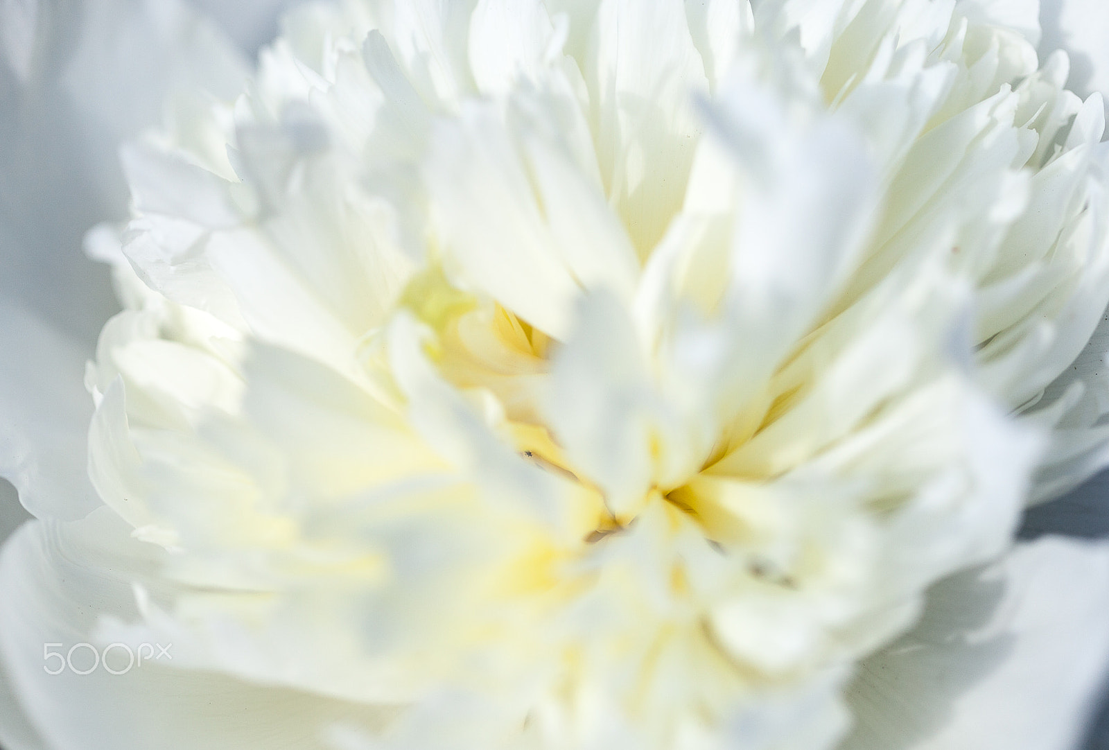 Canon EF 100mm F2.8L Macro IS USM sample photo. Close up of pale white peony flower. abstract natural background. photography